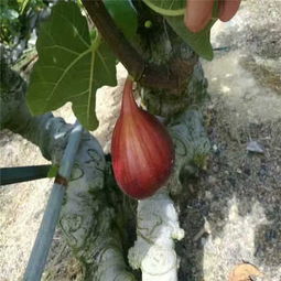 攀枝花綠抗一號(hào)無花果苗廠家——優(yōu)質(zhì)苗木的生產(chǎn)與供應(yīng)
