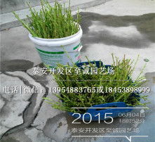 高清圖片與苗木 視覺藝術(shù)與綠色產(chǎn)業(yè)的完美結(jié)合
