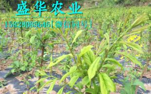 1-3公分李子苗批發(fā)價(jià)格及廠家直銷優(yōu)勢解析