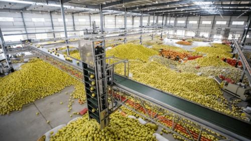 柚香柚甜 平和縣政府公布正宗蜜柚購買渠道