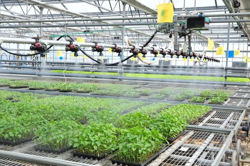 延慶區現代化育苗工廠科技助農 保障農產品穩定供應