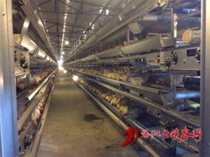 怒江晨晨農業開發投入項目資金2650萬元建蛋雞養殖廠